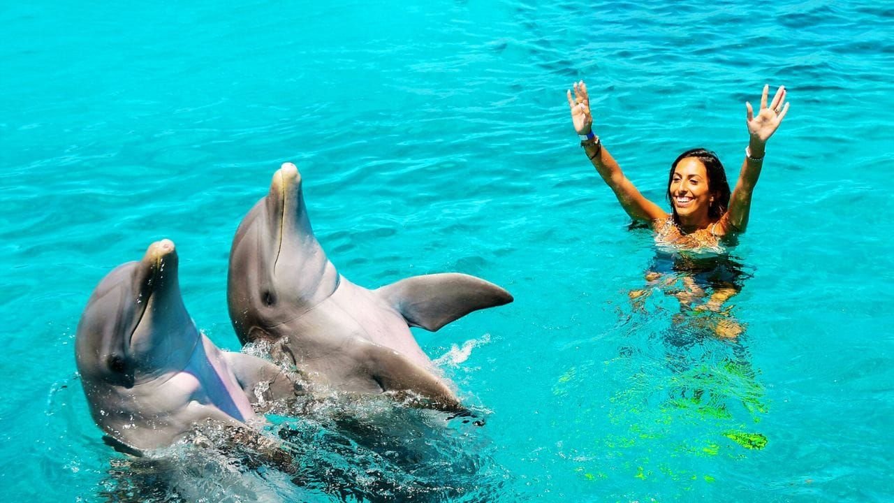 Swim with Dolphins: Interactive Dolphin Live Experience
