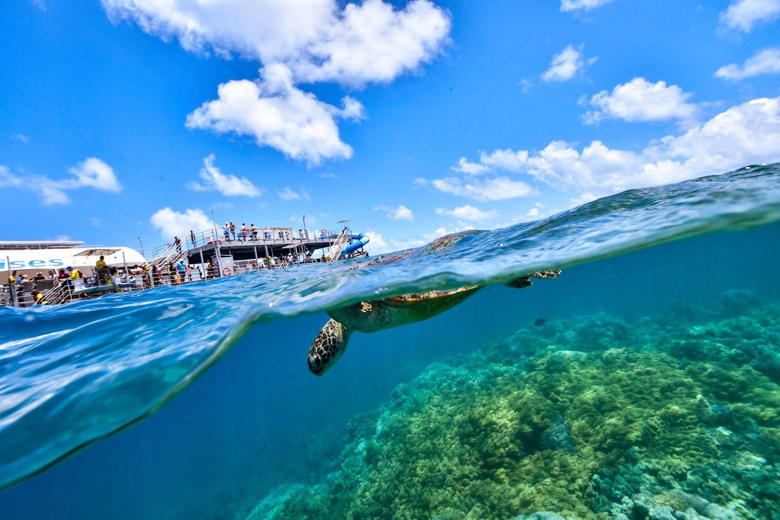 Tiran Island Snorkeling Cruise